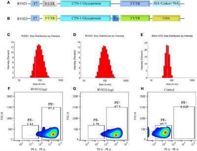 An mRNA vaccine against rabies provides strong and durable protection in mice